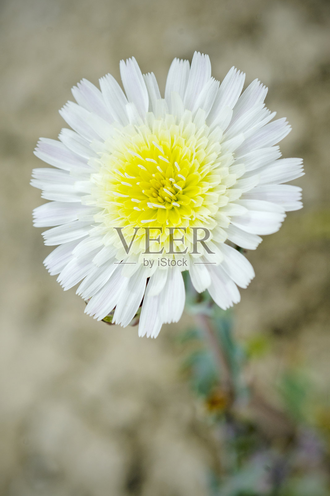 蛇头花照片摄影图片