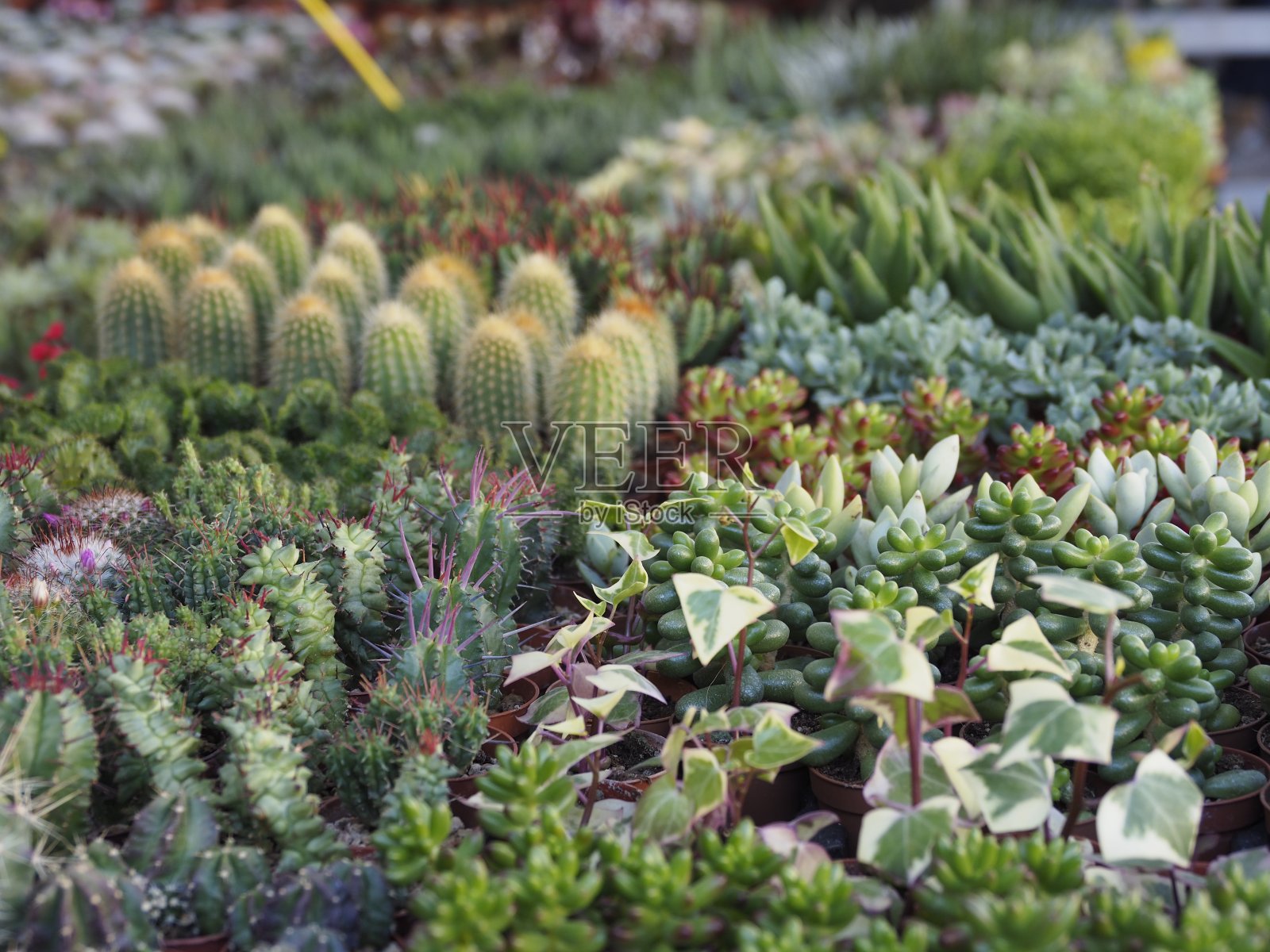 米兰运河上的花卉市场照片摄影图片