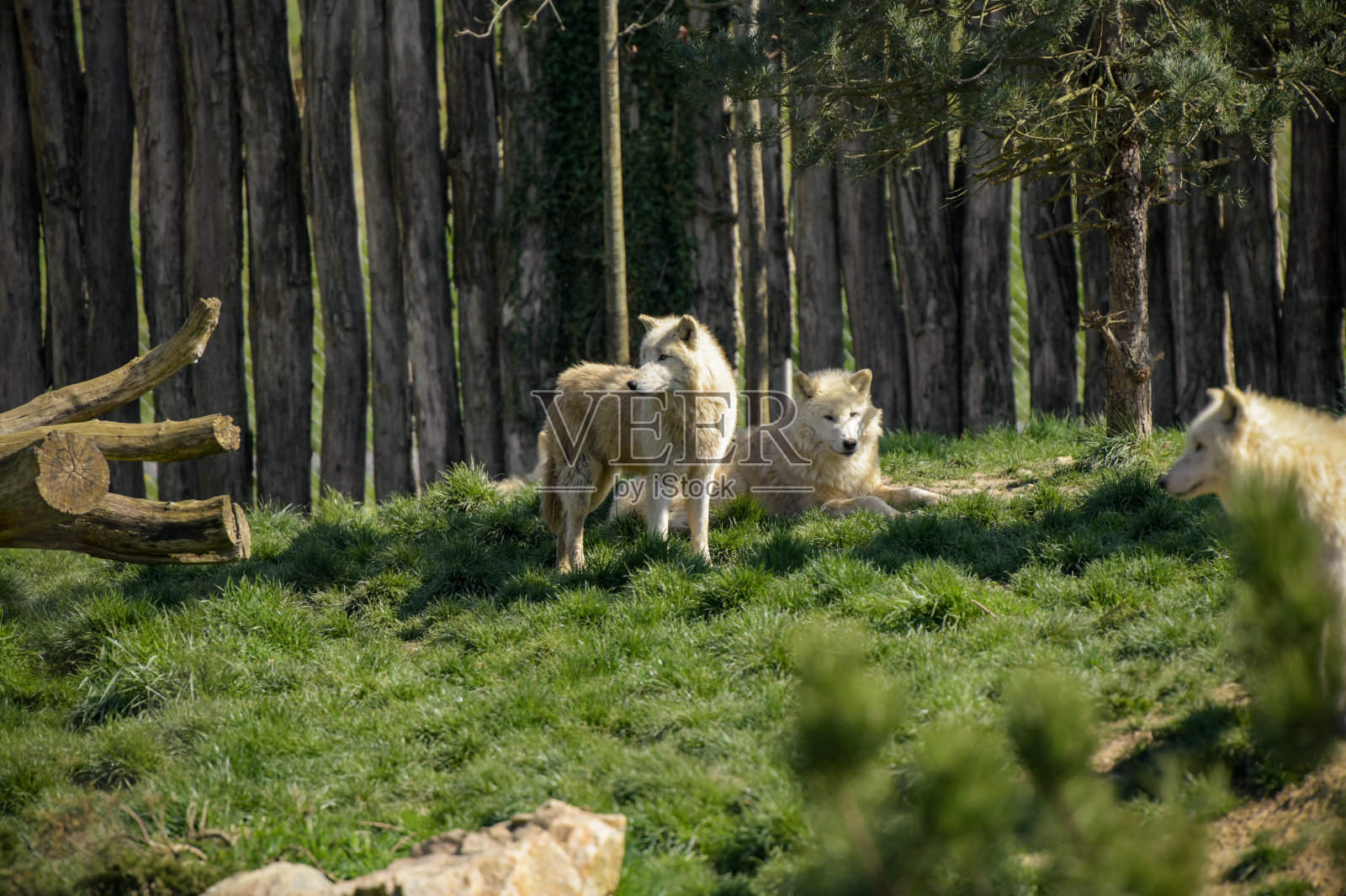 公园里的北极狼照片摄影图片