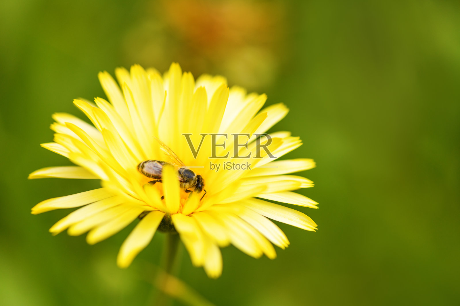 蜜蜂和花。在一个阳光明媚的日子里，一只大蜜蜂收集黄色花朵上的花粉。宏观水平的摄影。春夏背景照片摄影图片