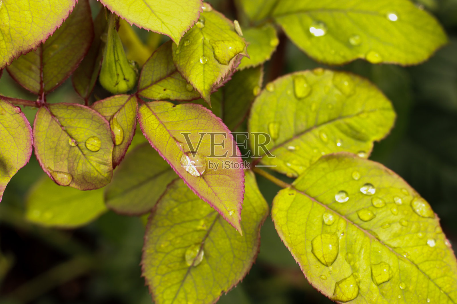 绿叶以水滴为背景照片摄影图片