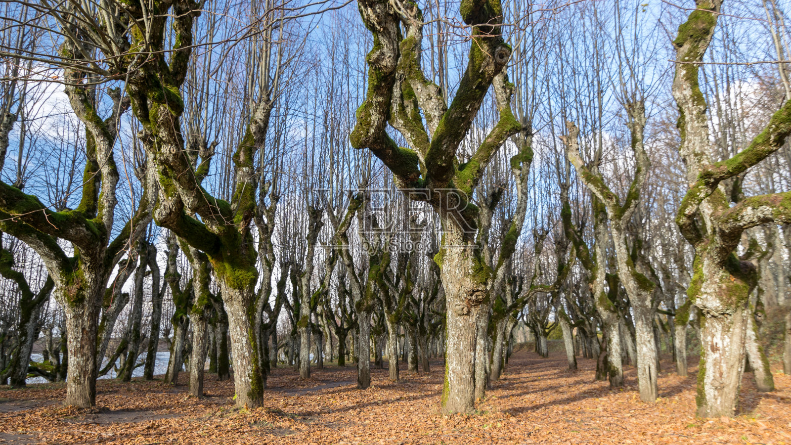 菩提树在庄园公园的胡同里，树在秋天没有叶子的地面上叶子纹理，老树的树干，树枝弯曲的抽象形式，卡瓦鲁庄园的菩提树，拉脱维亚照片摄影图片