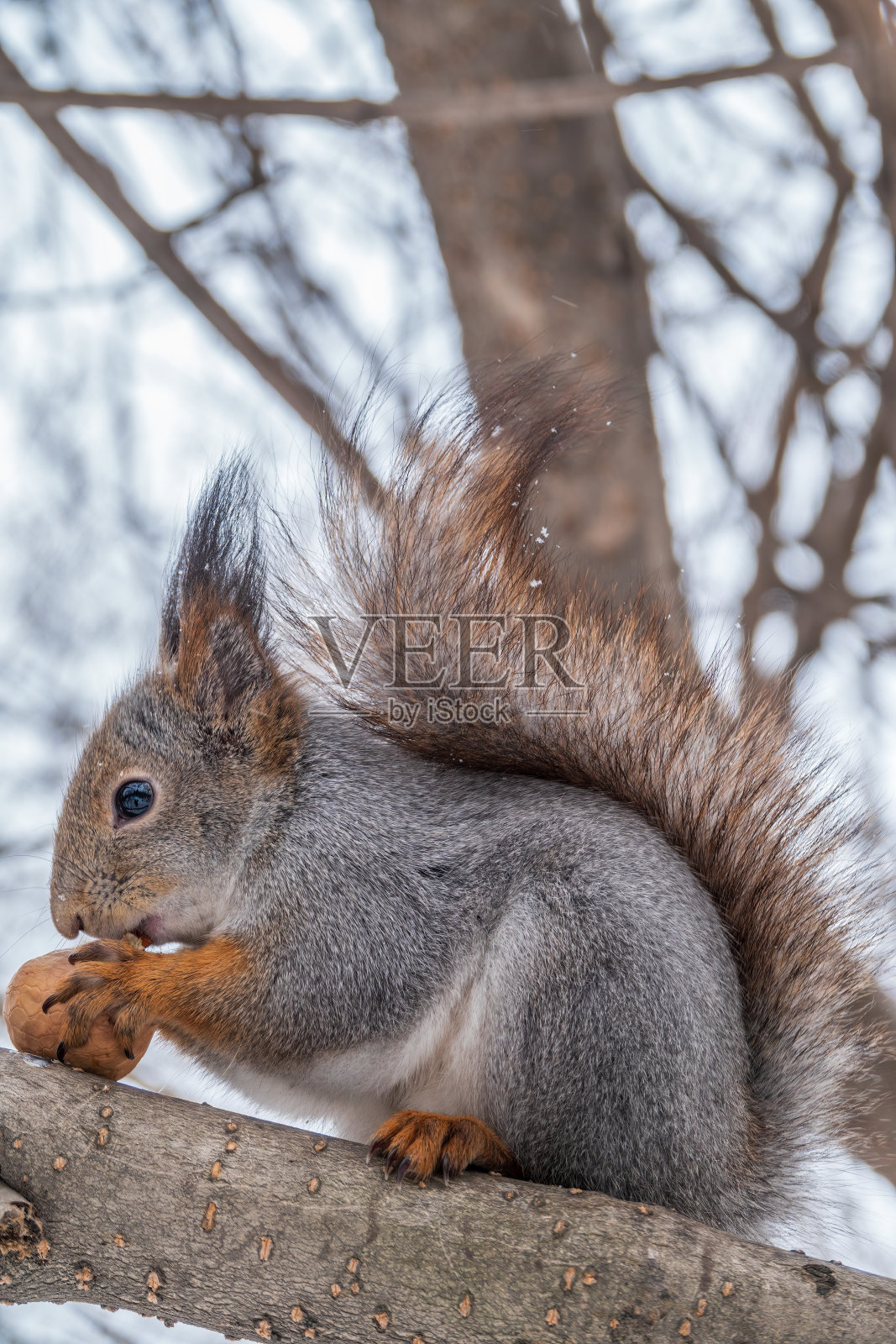 在冬天或深秋，带着坚果的松鼠会坐在树上。照片摄影图片