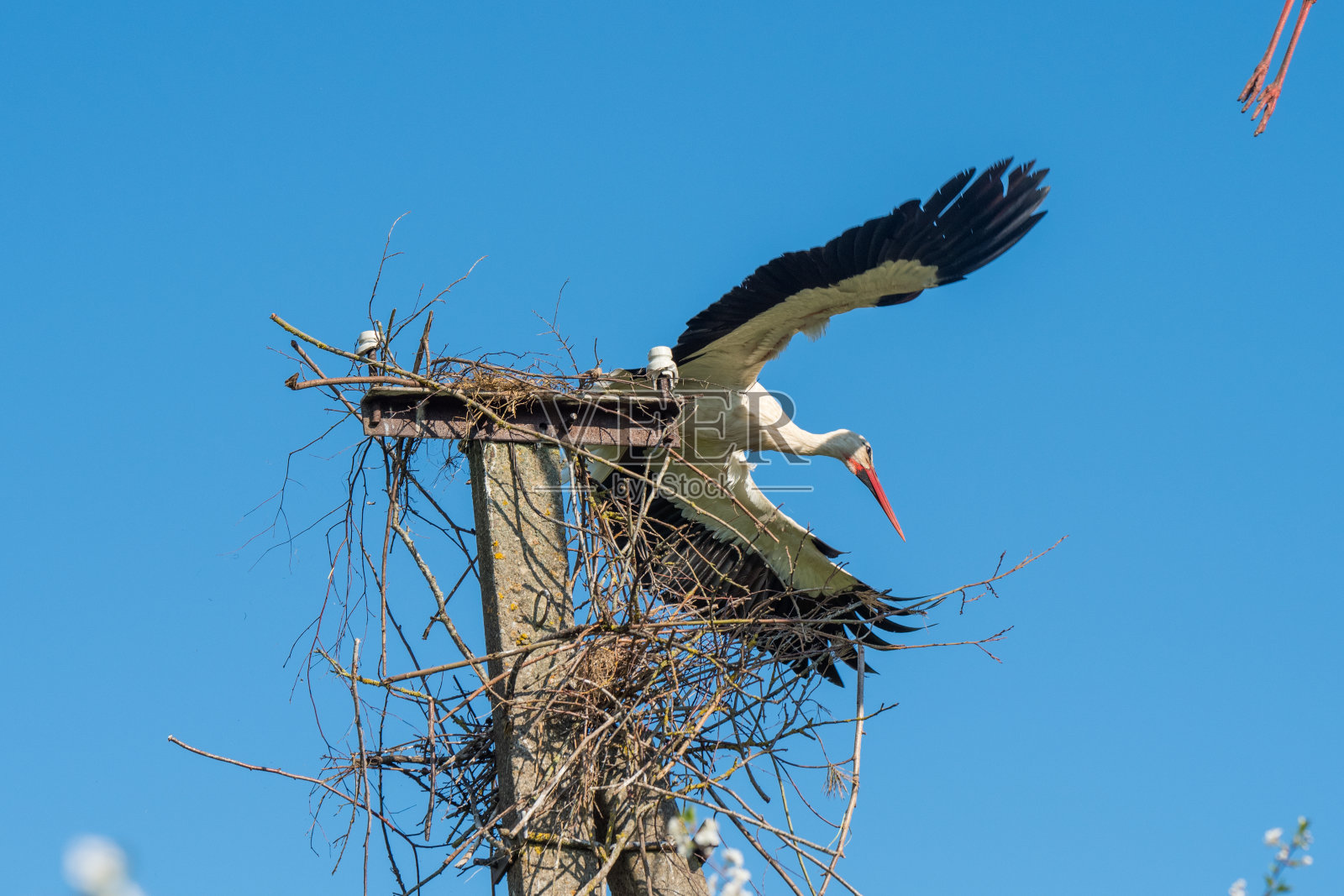 美丽的一只白鹳蝉在蓝天的背景上照片摄影图片