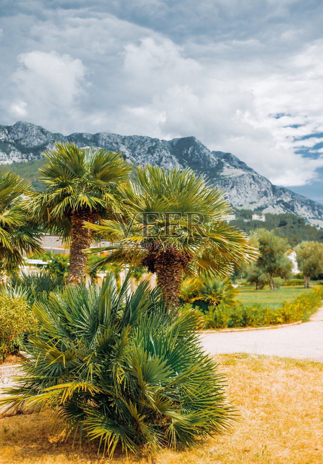 黑山斯维特斯特凡岛附近的棕榈树照片摄影图片