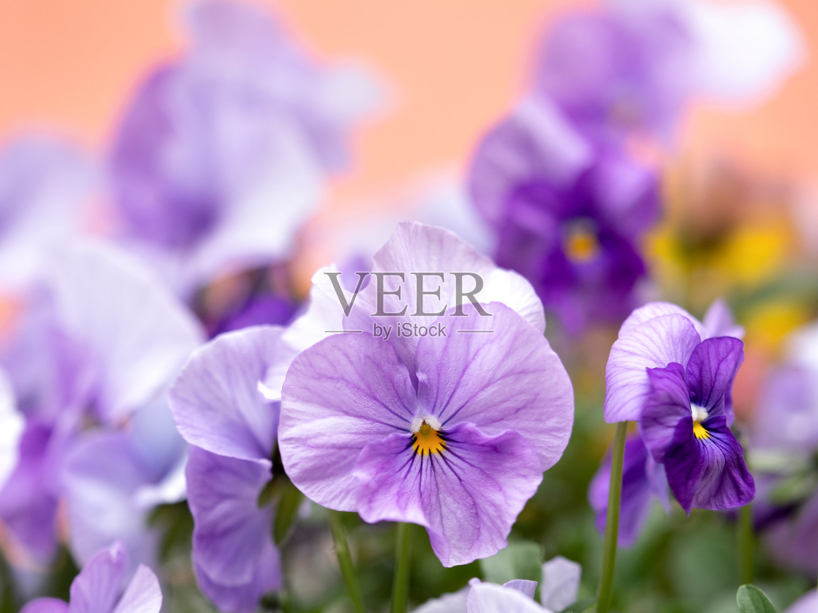 紫百合的花照片摄影图片