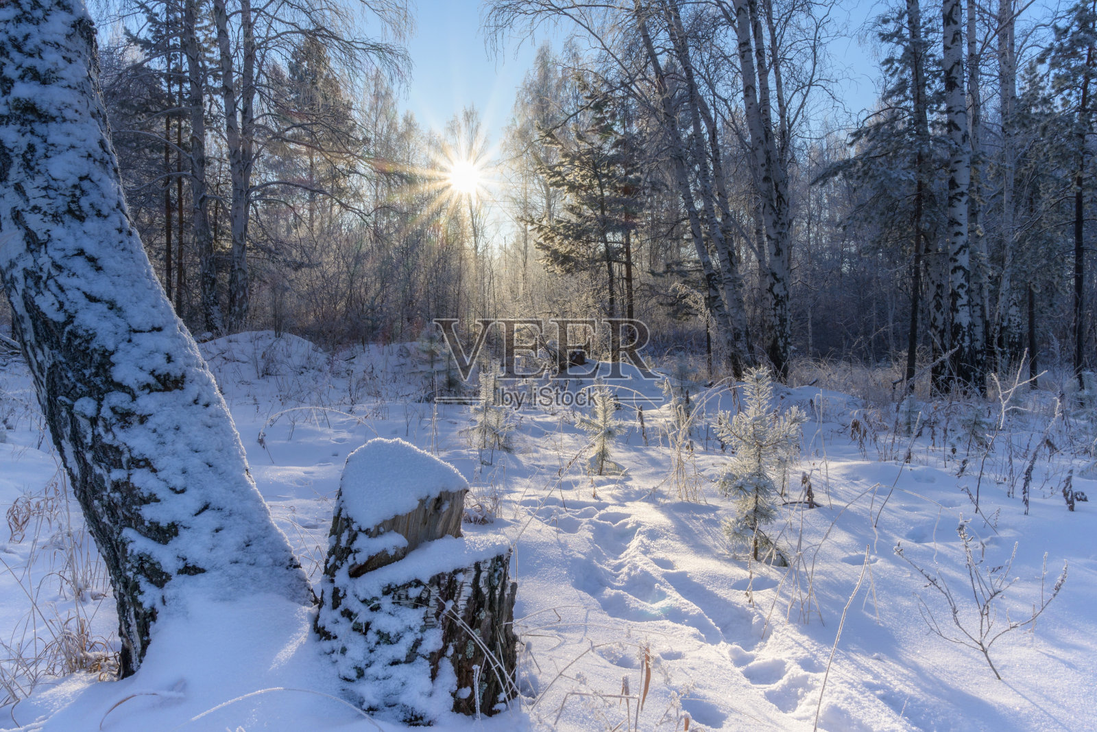 在一晚降雪之后，冬季森林在第一缕阳光中醒来。照片摄影图片