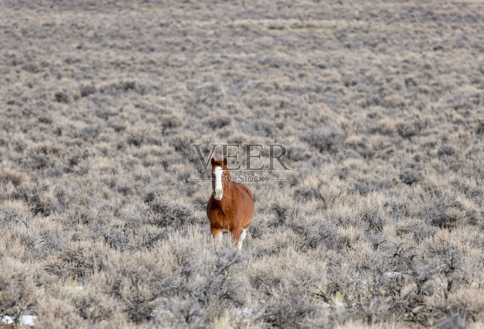 爱达荷州查里斯附近的野马照片摄影图片