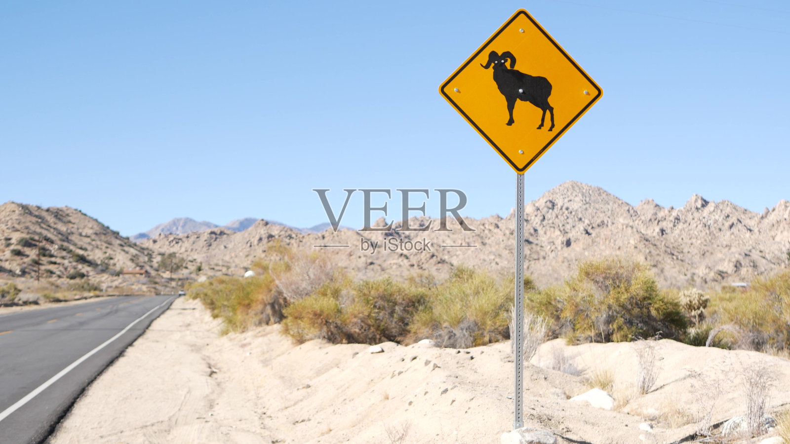 美国加州，大角羊或公羊正穿越黄色路标。野生动物兴照片摄影图片