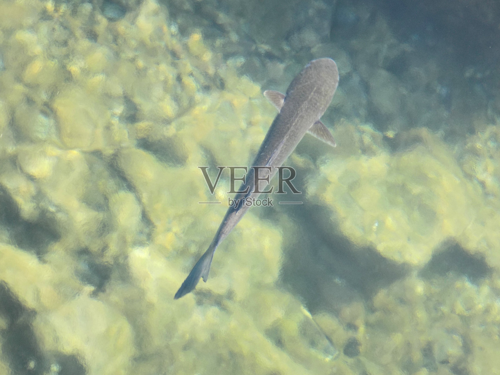 生活在河口入海的鱼，在淡水和咸水混合的地方照片摄影图片