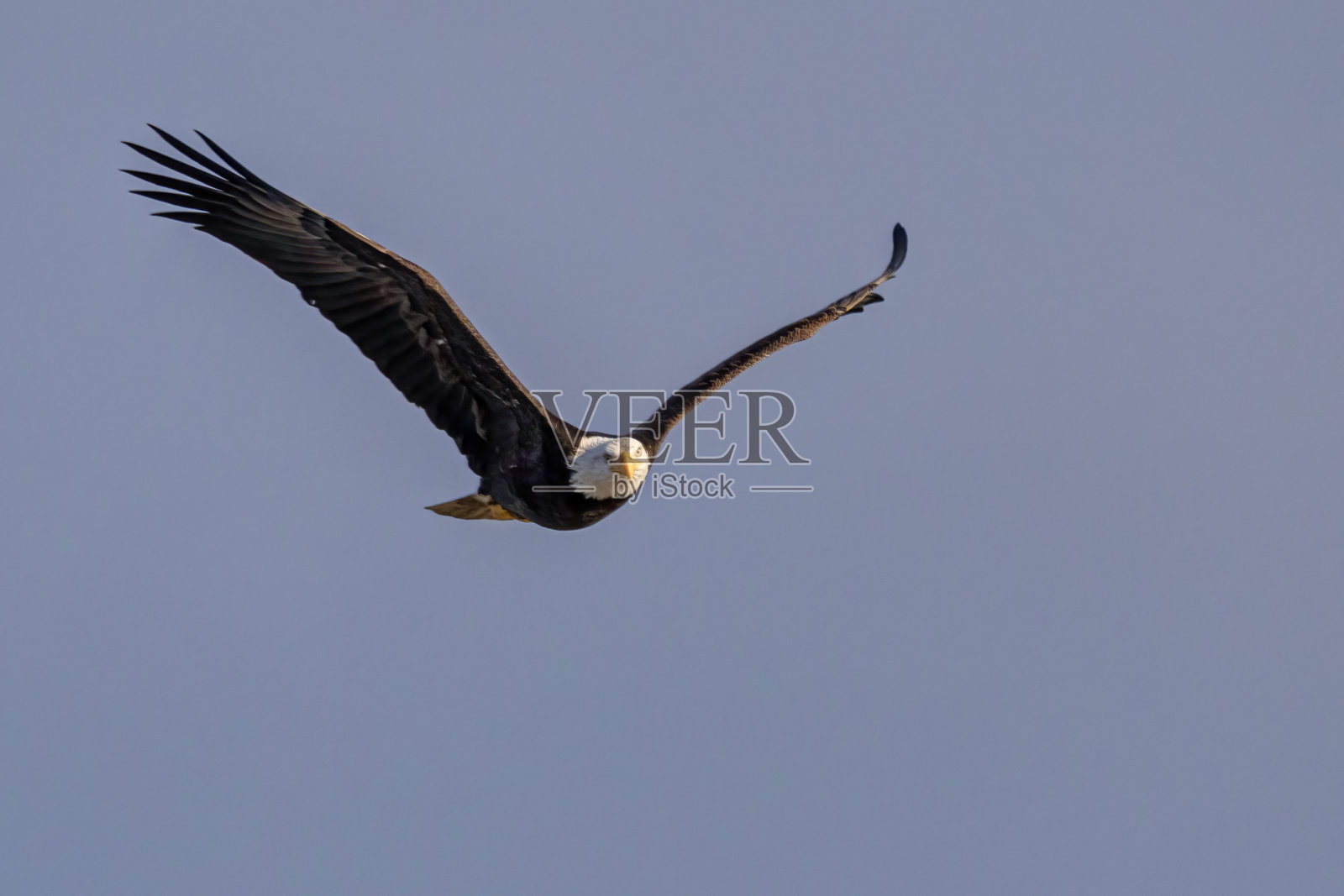 在加拿大不列颠哥伦比亚省三角洲飞行的白头海雕照片摄影图片