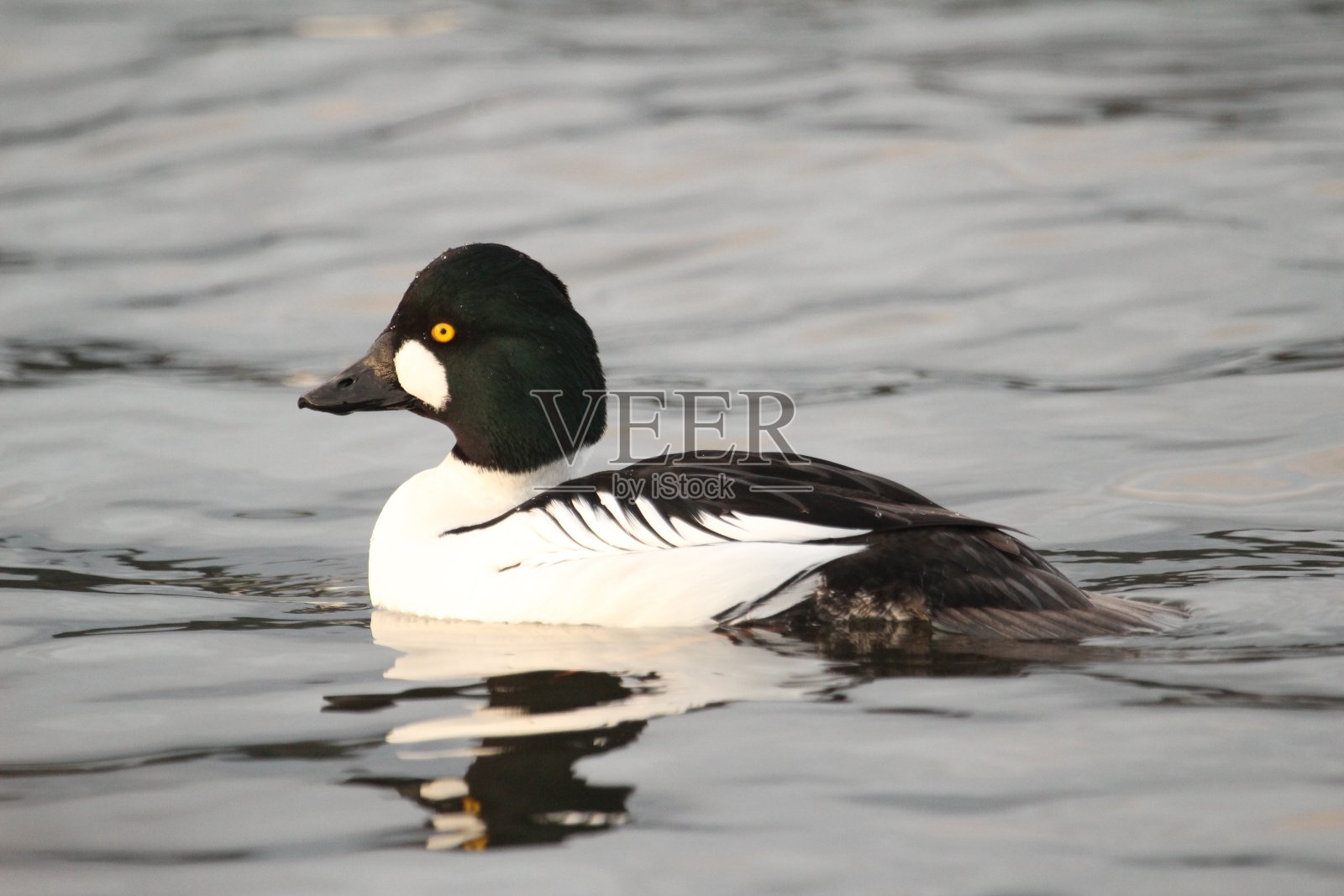 近距离拍摄一只在水中的雄性黄眼鸭照片摄影图片