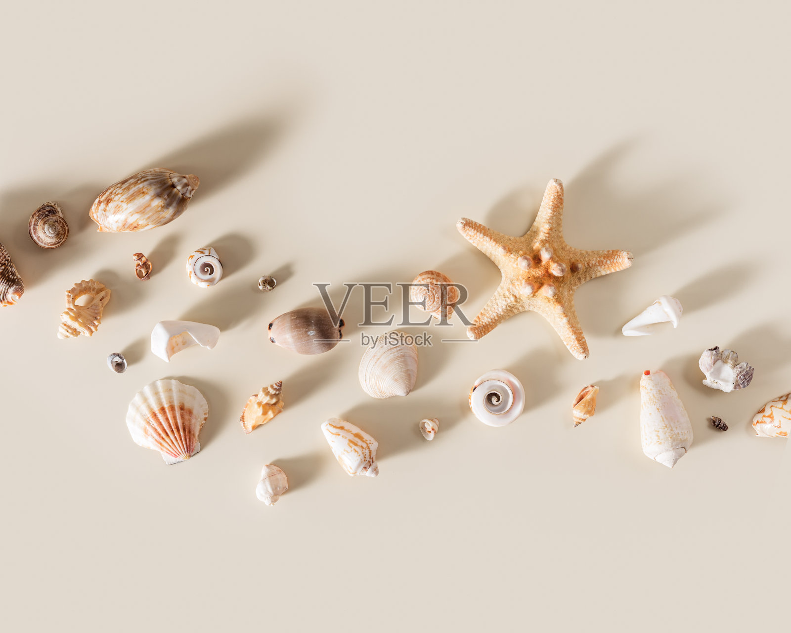 海贝和海星与阴影米色柔和的背景在阳光下。暑假的概念。航海和海洋生物主题。最小的顶视图与天然贝壳，海星，石头。照片摄影图片