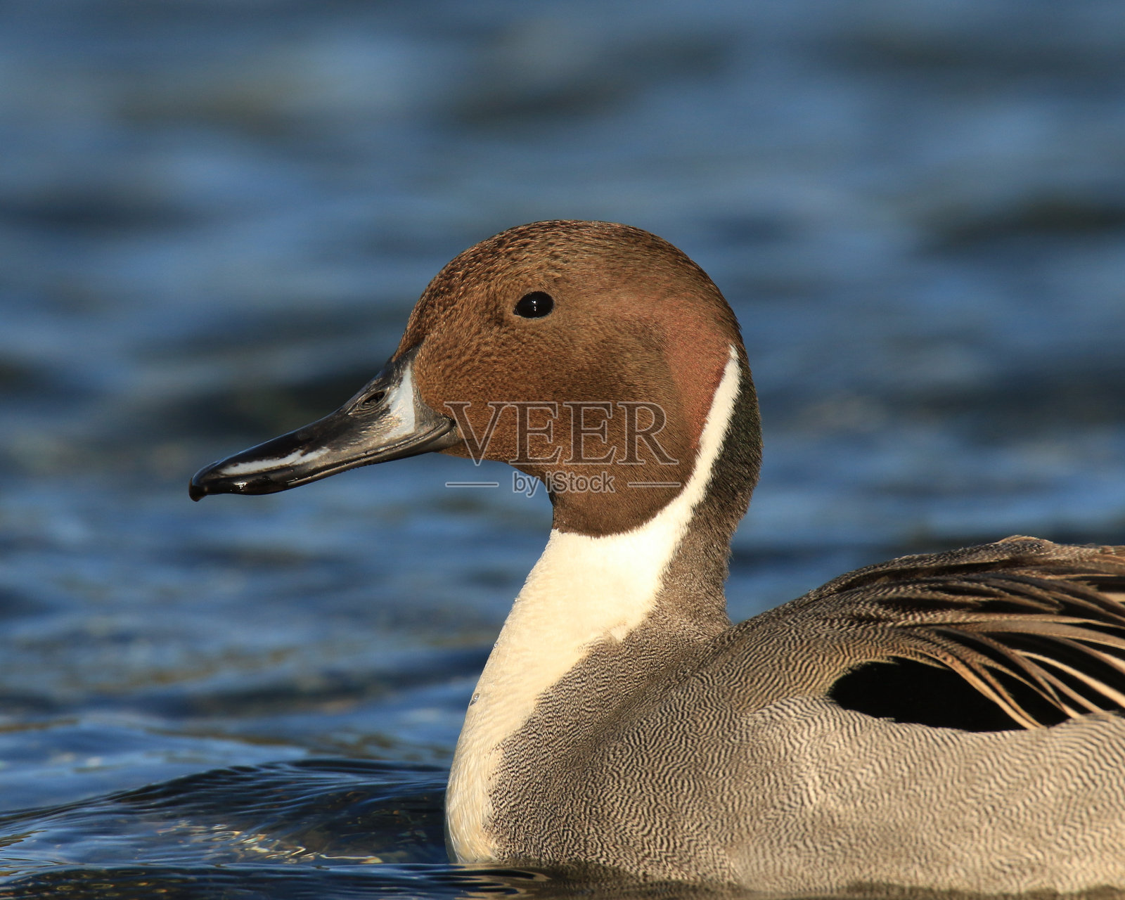 雄性针尾鸭头部特写照片摄影图片