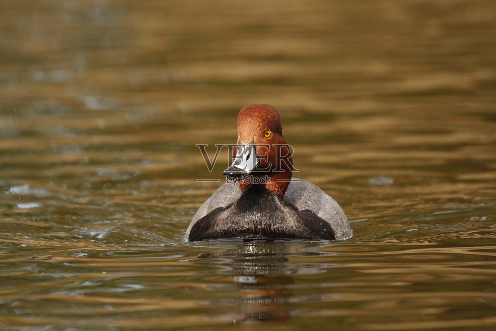 红头潜鸭正面照照片摄影图片