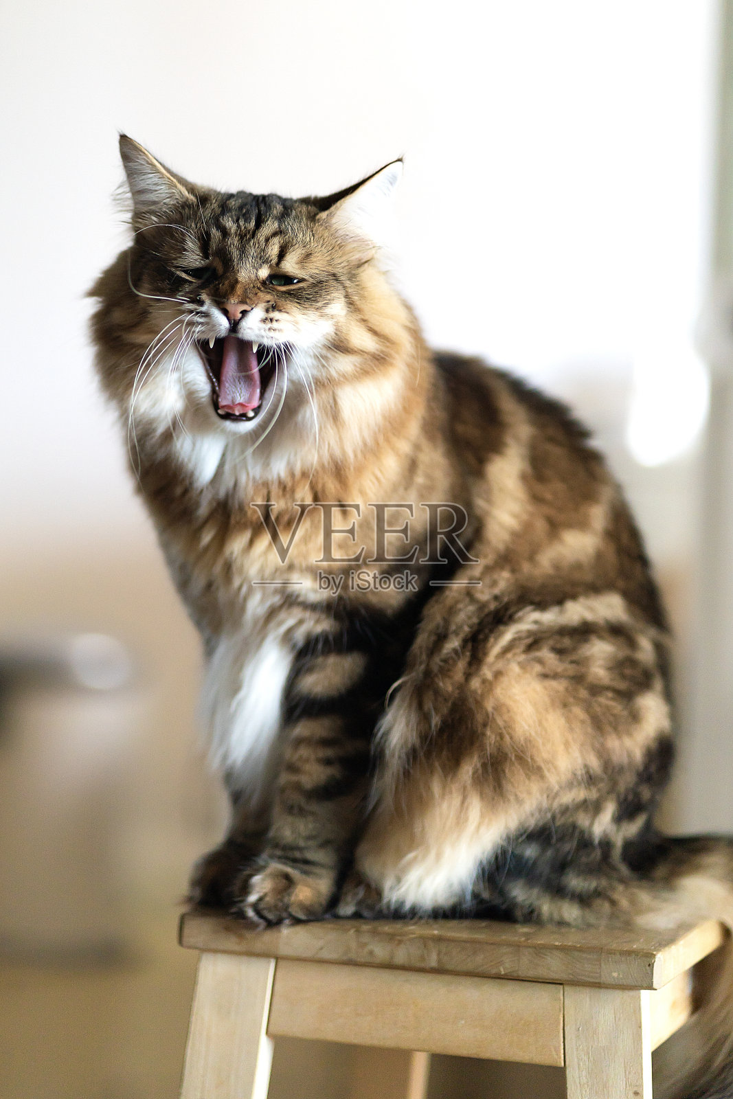 有趣的打呵欠的猫照片摄影图片