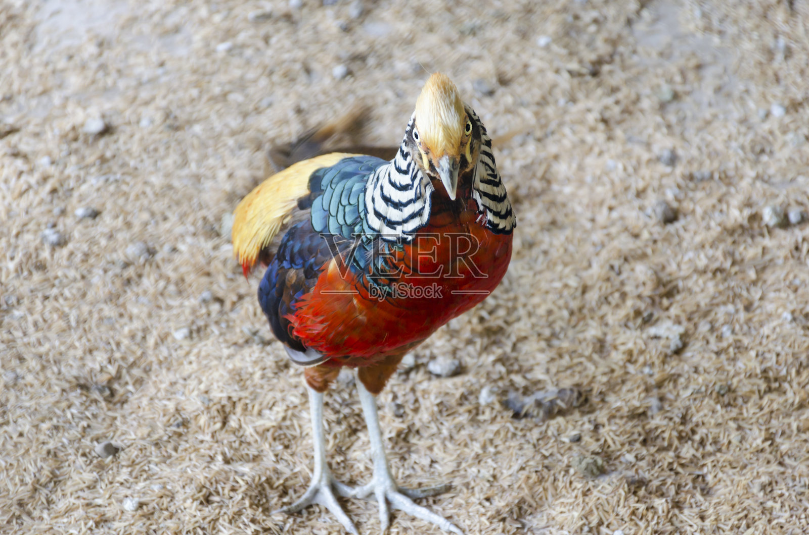 雄性松鸡非常鲜艳，金色的羽毛，红色的鸡冠和长长的尾巴照片摄影图片