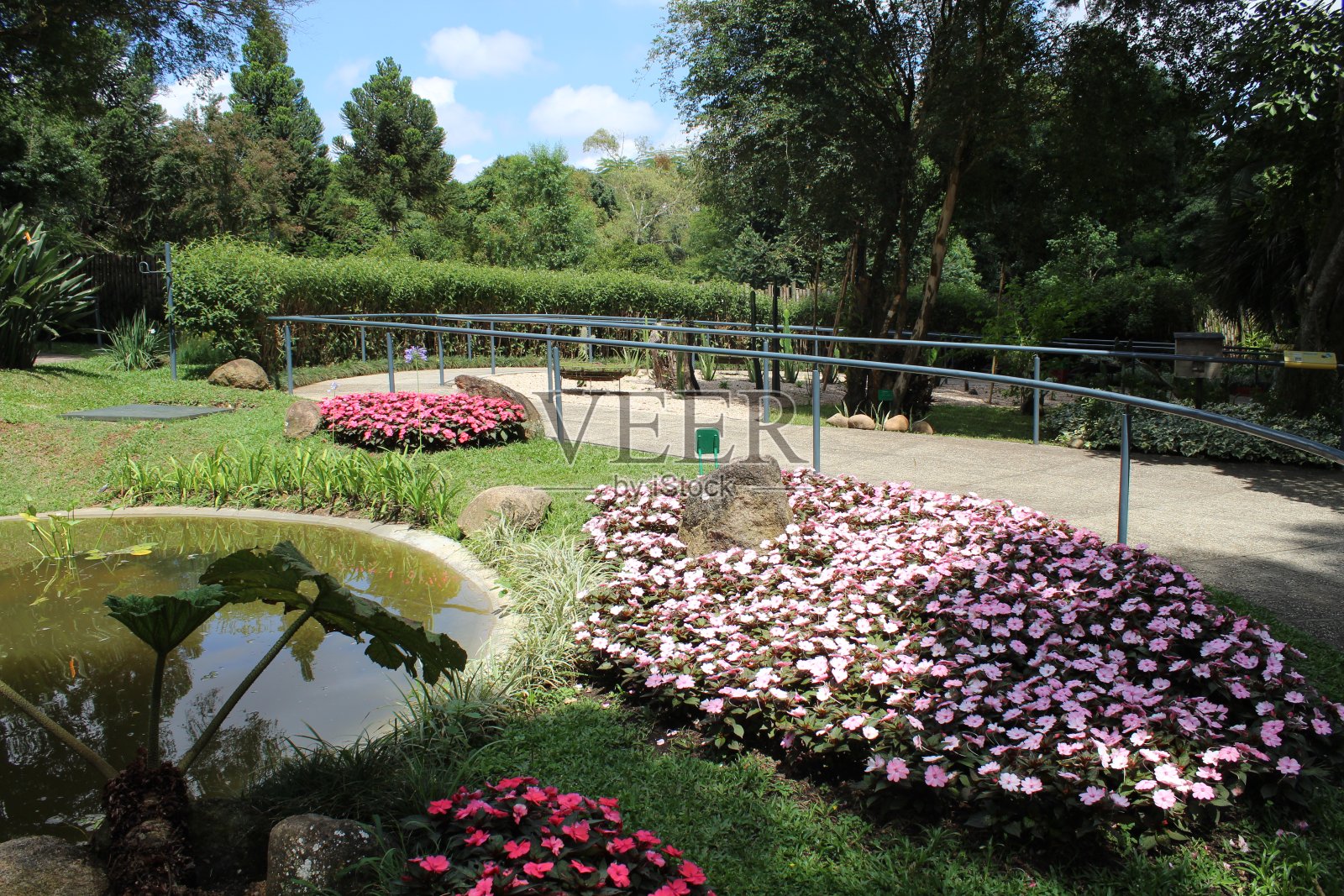 灌木的花照片摄影图片