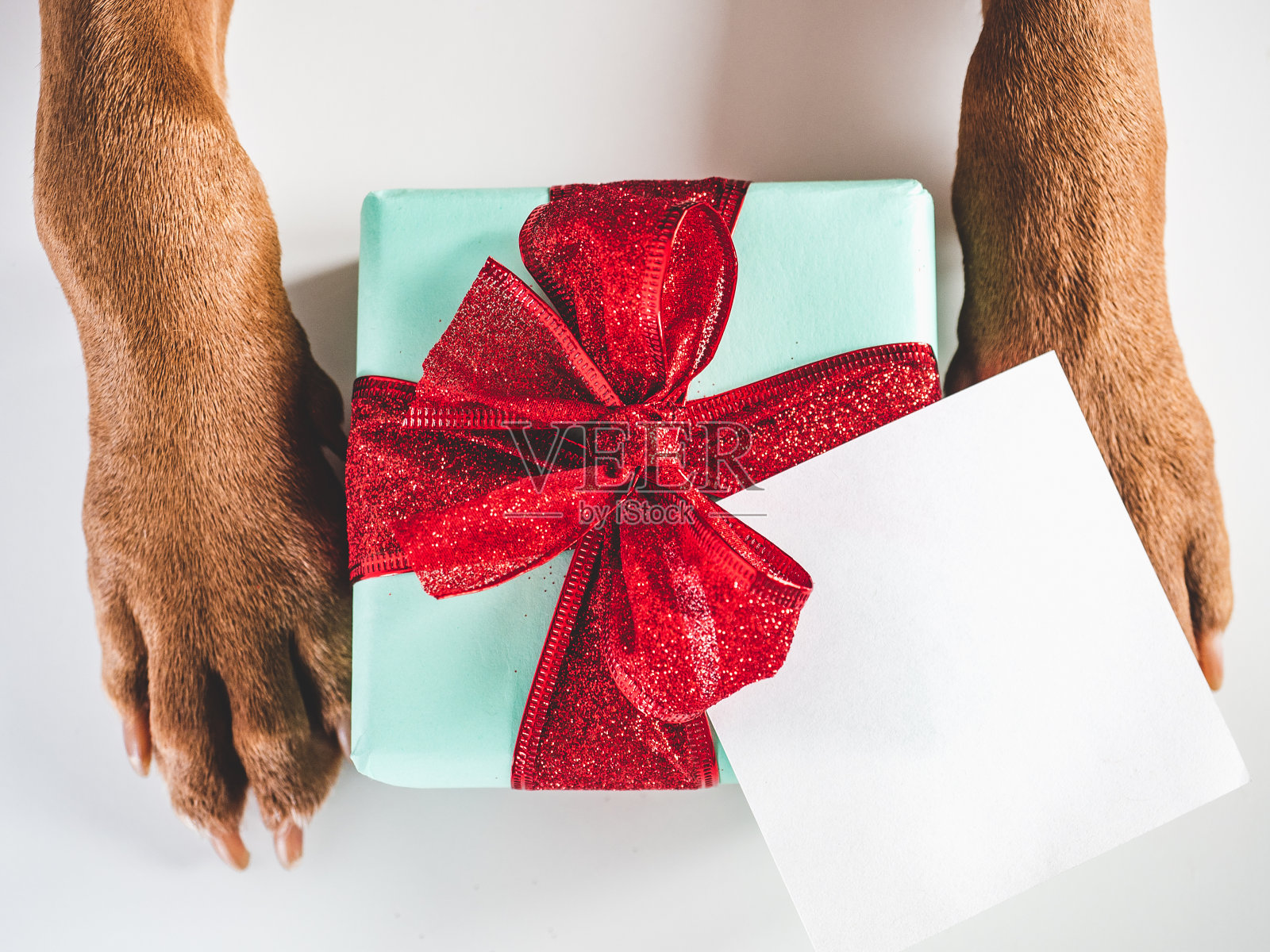 可爱，可爱的小狗棕色和礼盒照片摄影图片