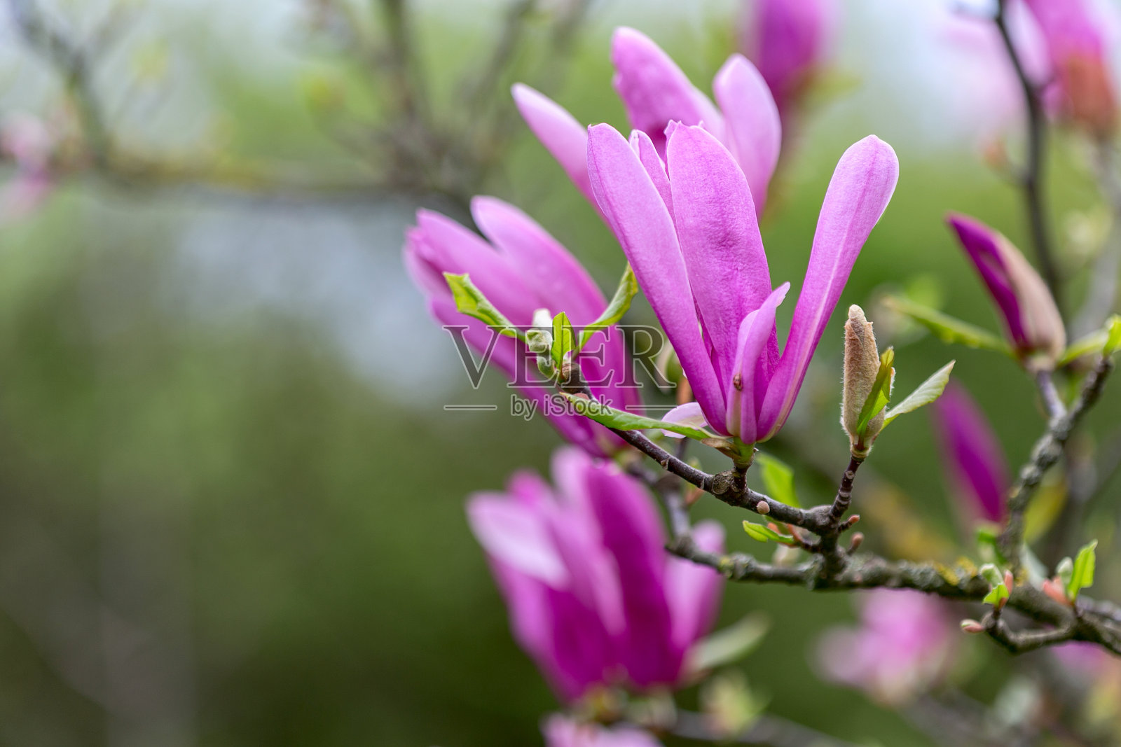 紫玉兰在春天开花。照片摄影图片