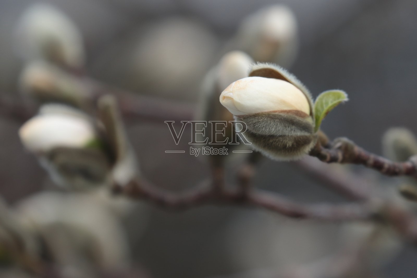 木兰照片摄影图片