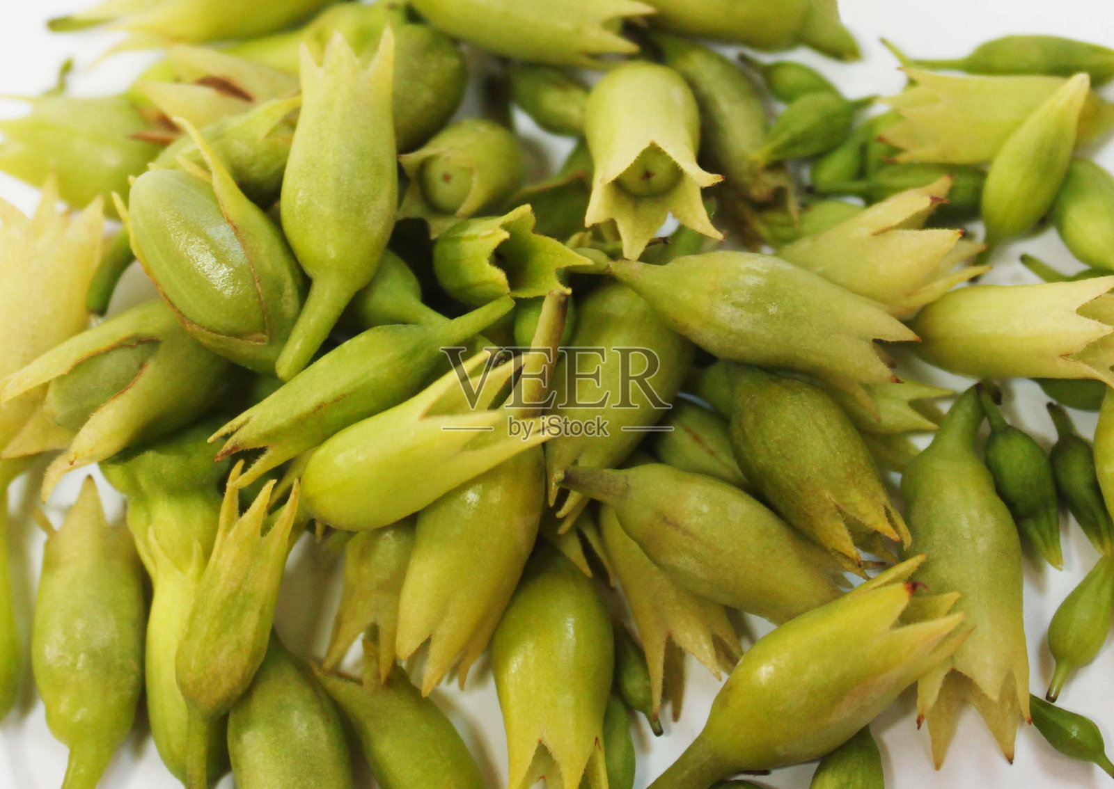 一束绿色的花蕾，背景，文字空间照片摄影图片