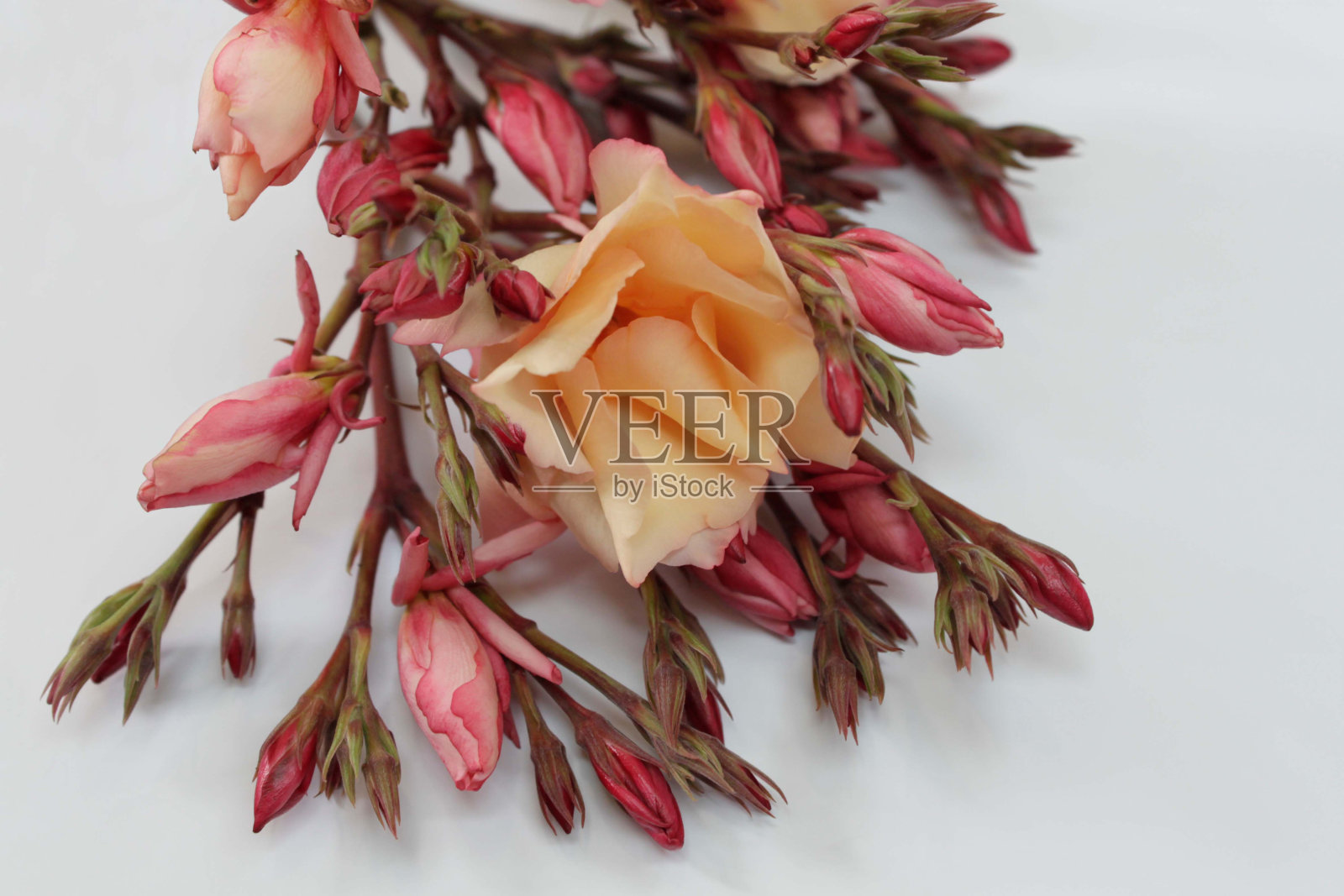 一束美丽的粉红色和奶油夹竹桃花，在明亮的背景下有许多闭合的花蕾照片摄影图片