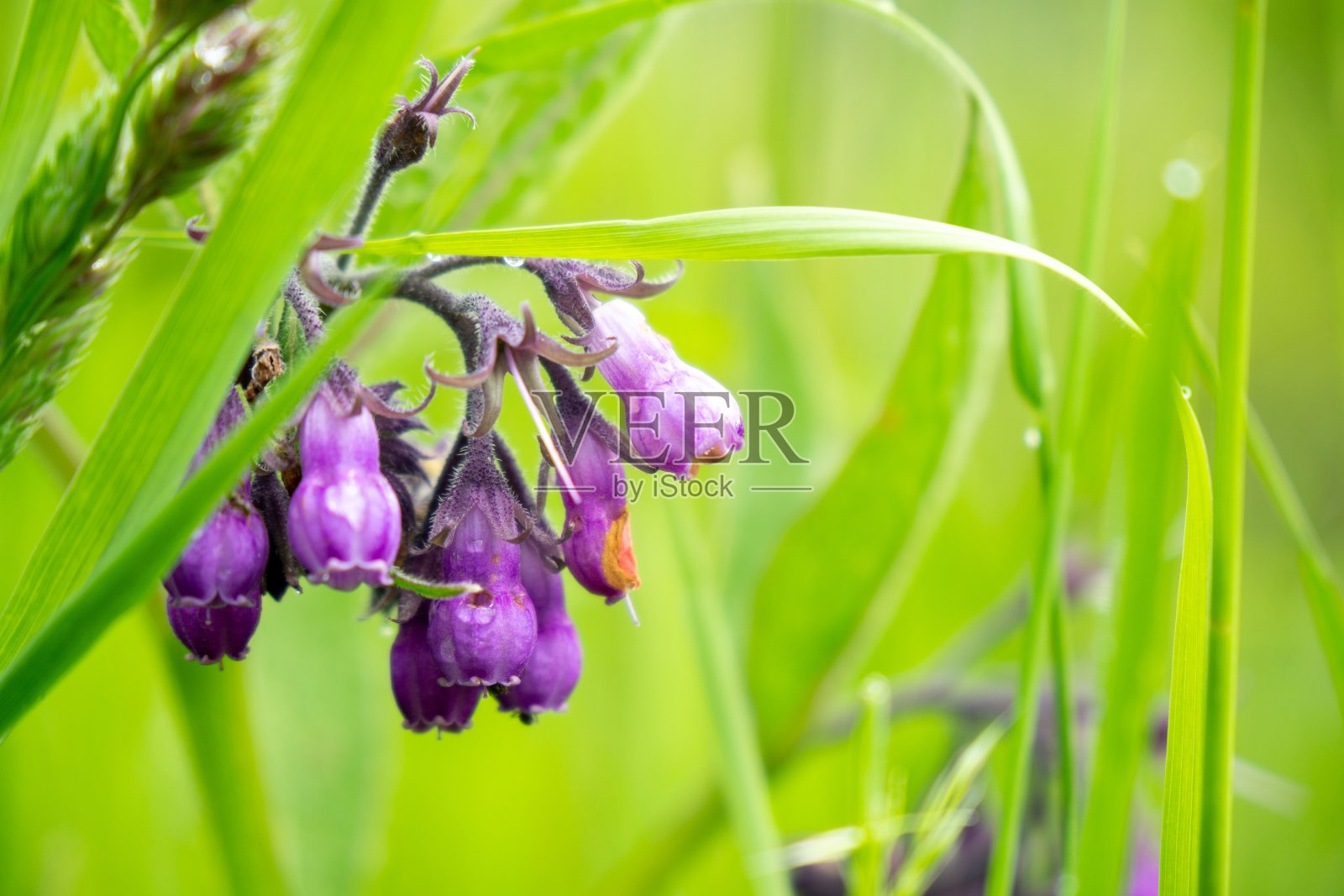 草里的聚合草花。照片摄影图片