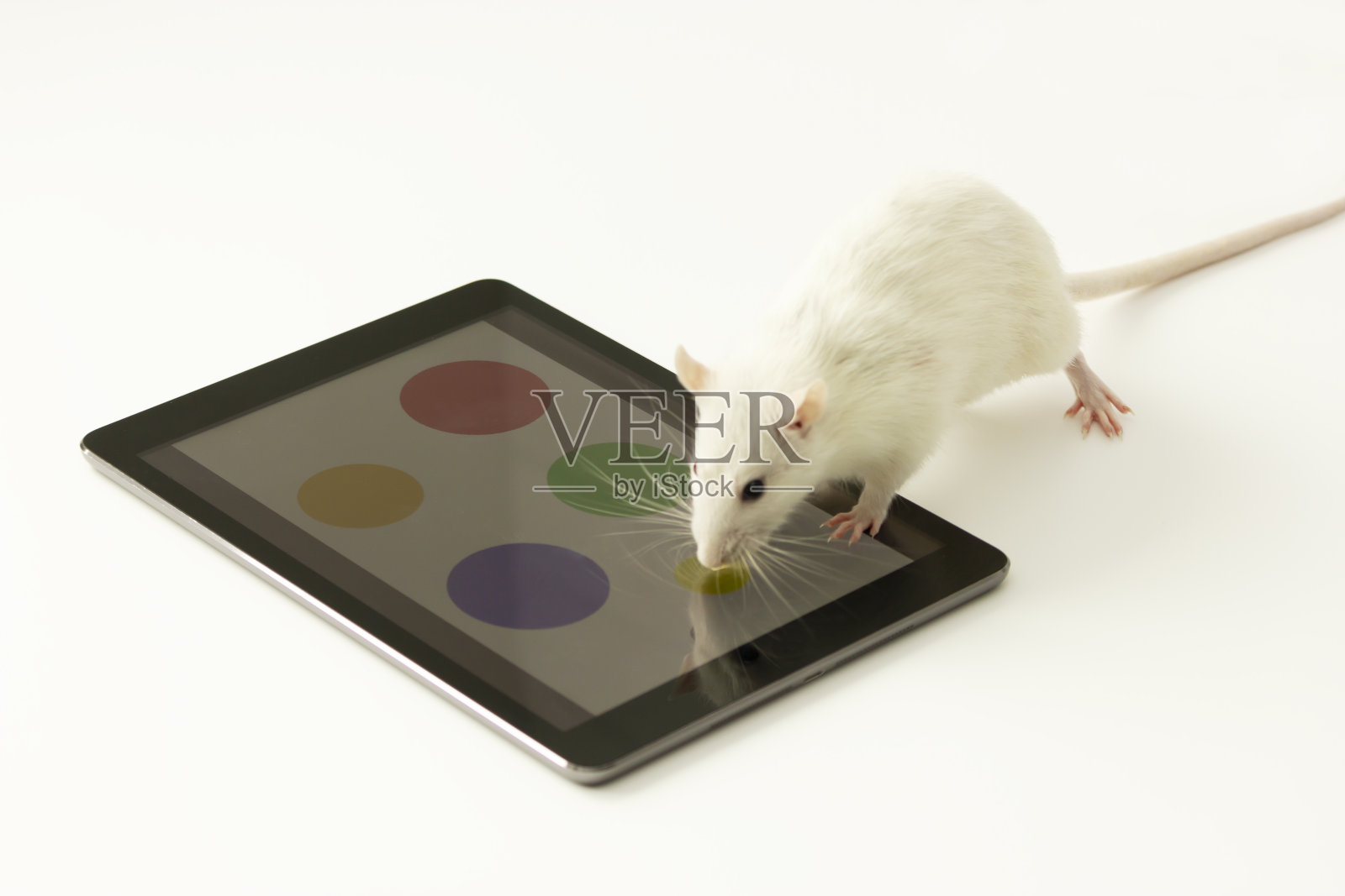 聪明、聪明、大脑小的动物:白色实验鼠在实验室里做智力逻辑练习，在电子设备(平板电脑)上选择颜色。科学。白色背景，水平平面。照片摄影图片