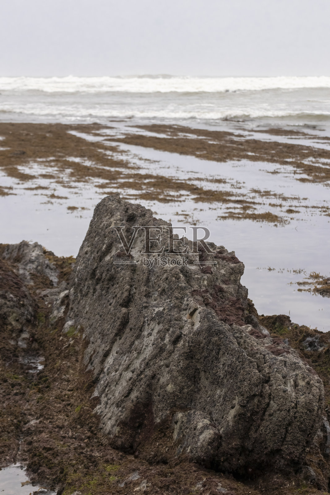 巴斯克地区坎塔布里安海海岸的海藻岩石照片摄影图片