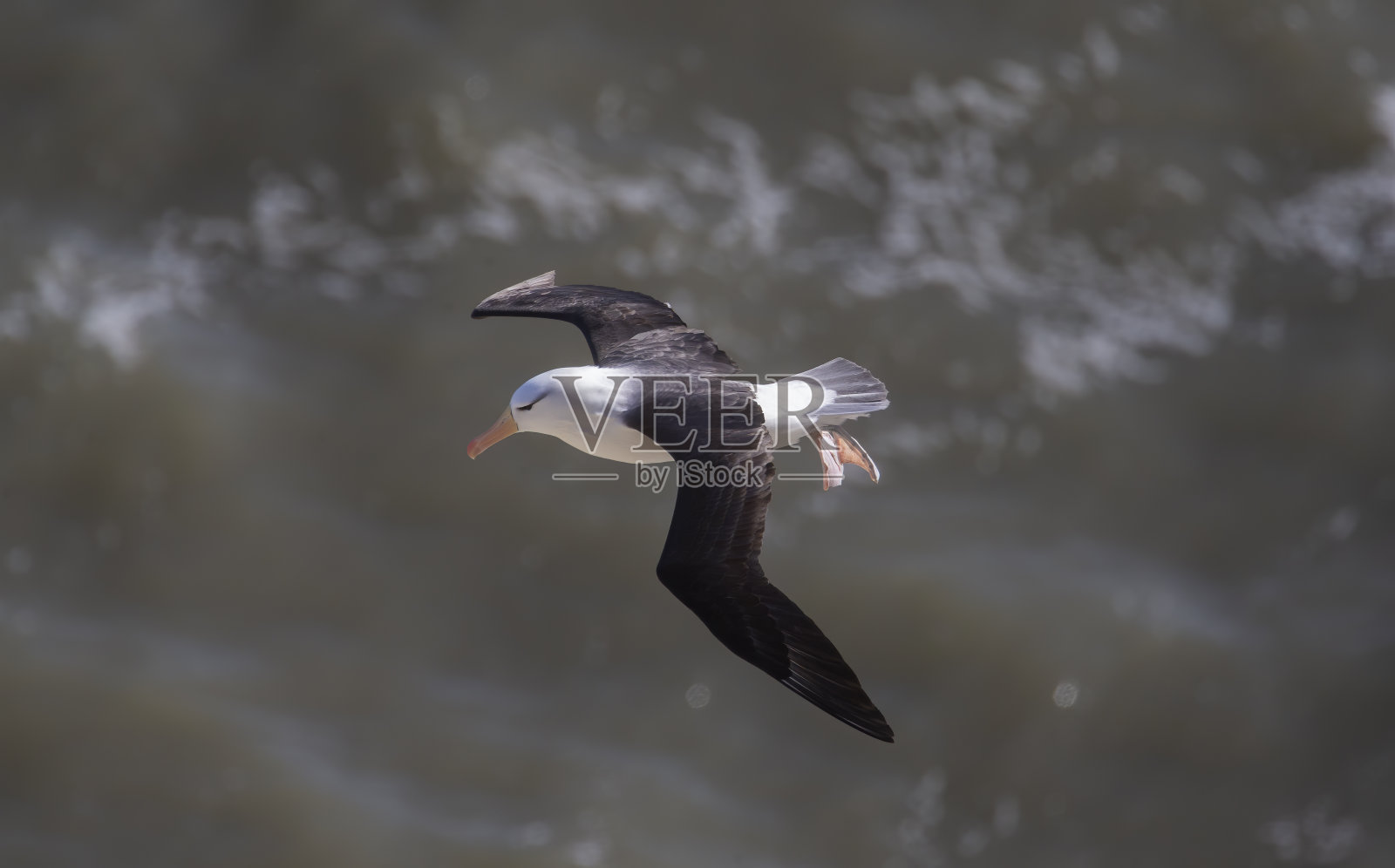 飞行中的黑眉信天翁照片摄影图片