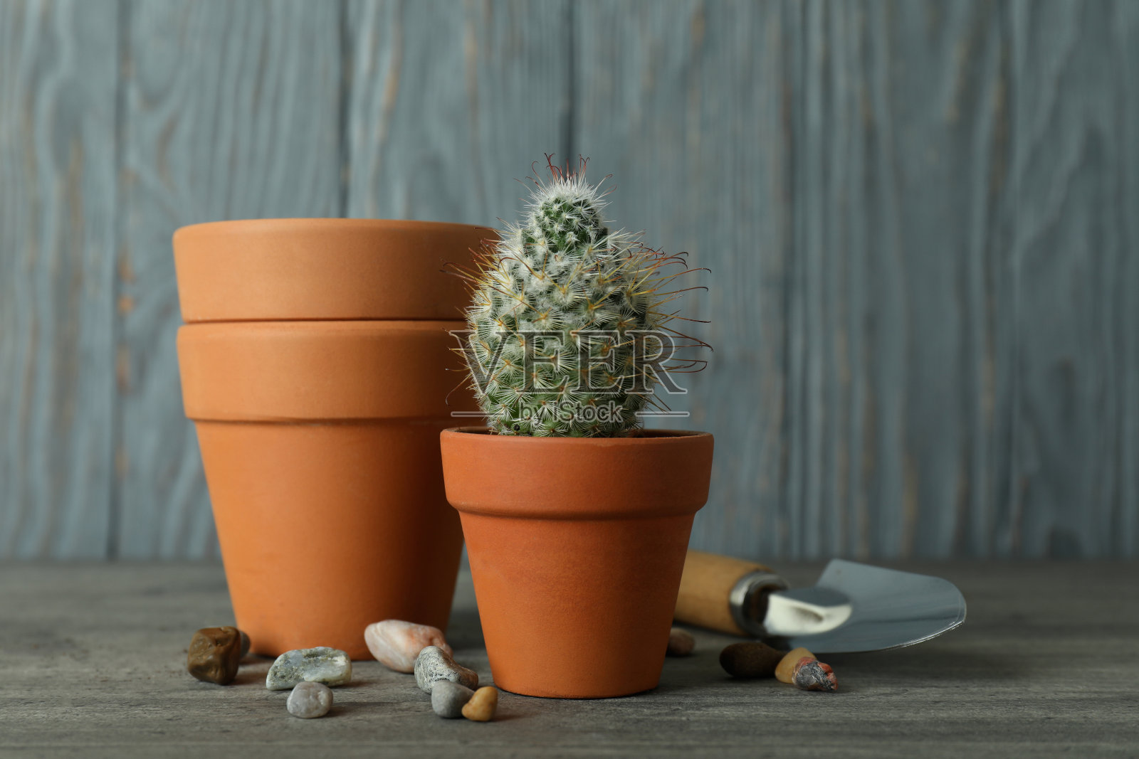 在灰色木质背景下的园艺概念照片摄影图片