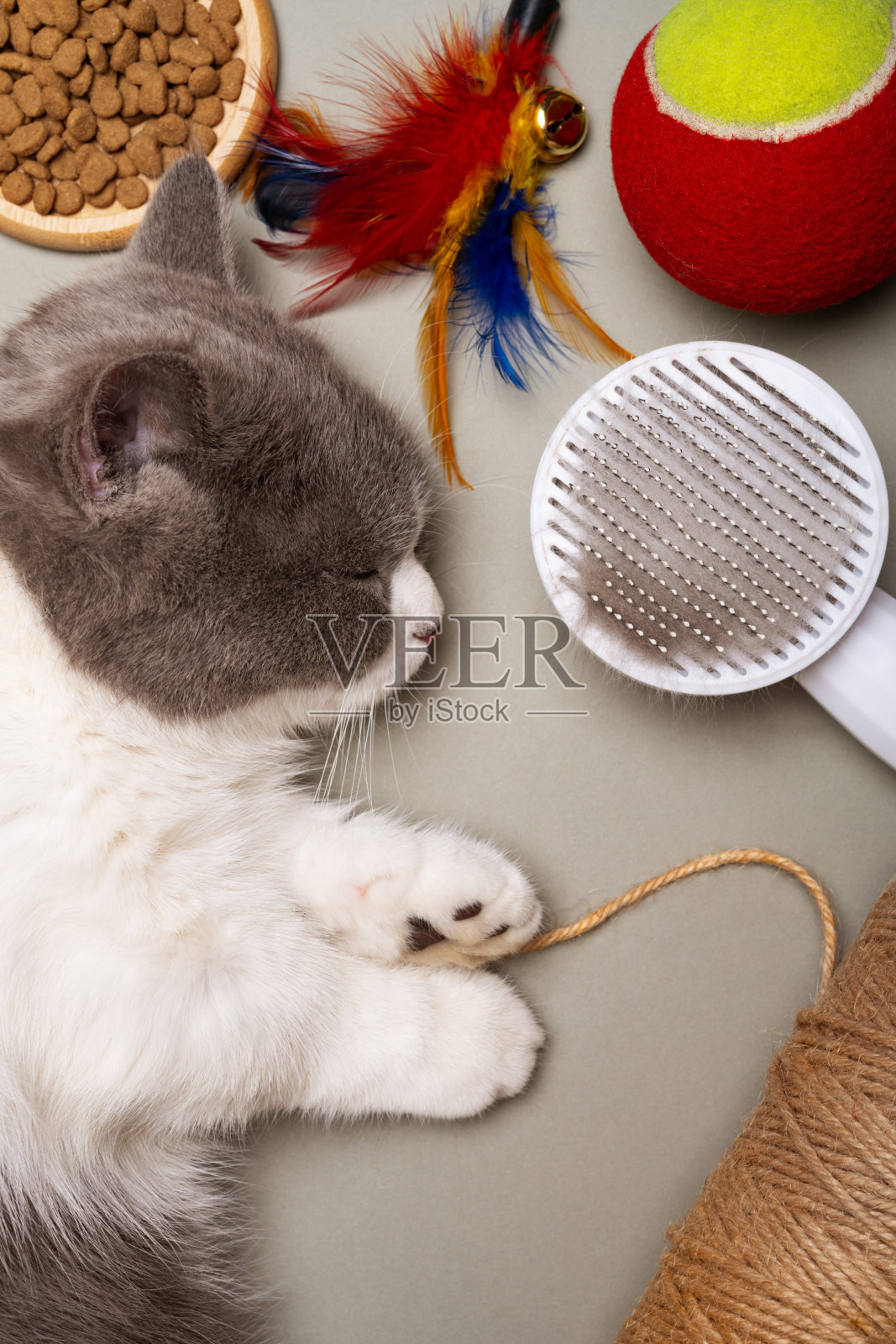 一只英国短毛猫睡觉的旁边有食物和玩具照片摄影图片