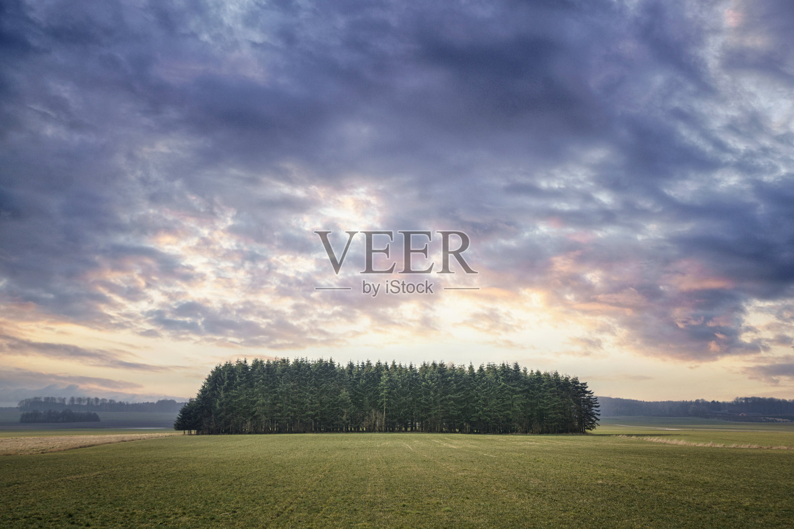 小松树林照片摄影图片