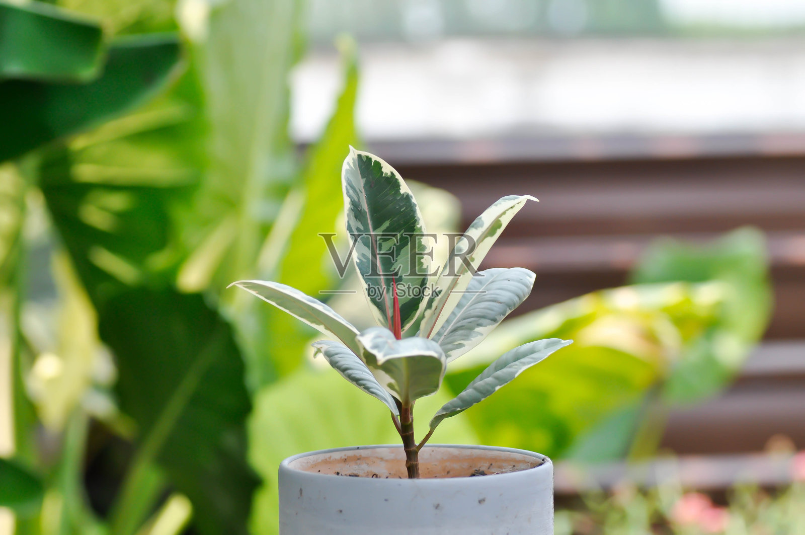 印度橡胶树或橡胶植物，或杂色印度橡胶或榕树照片摄影图片