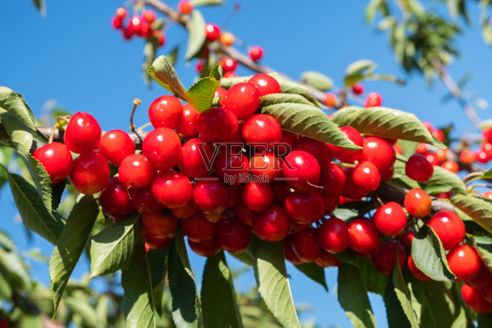 新鲜成熟的酸樱桃挂在果园的樱桃树上。照片摄影图片