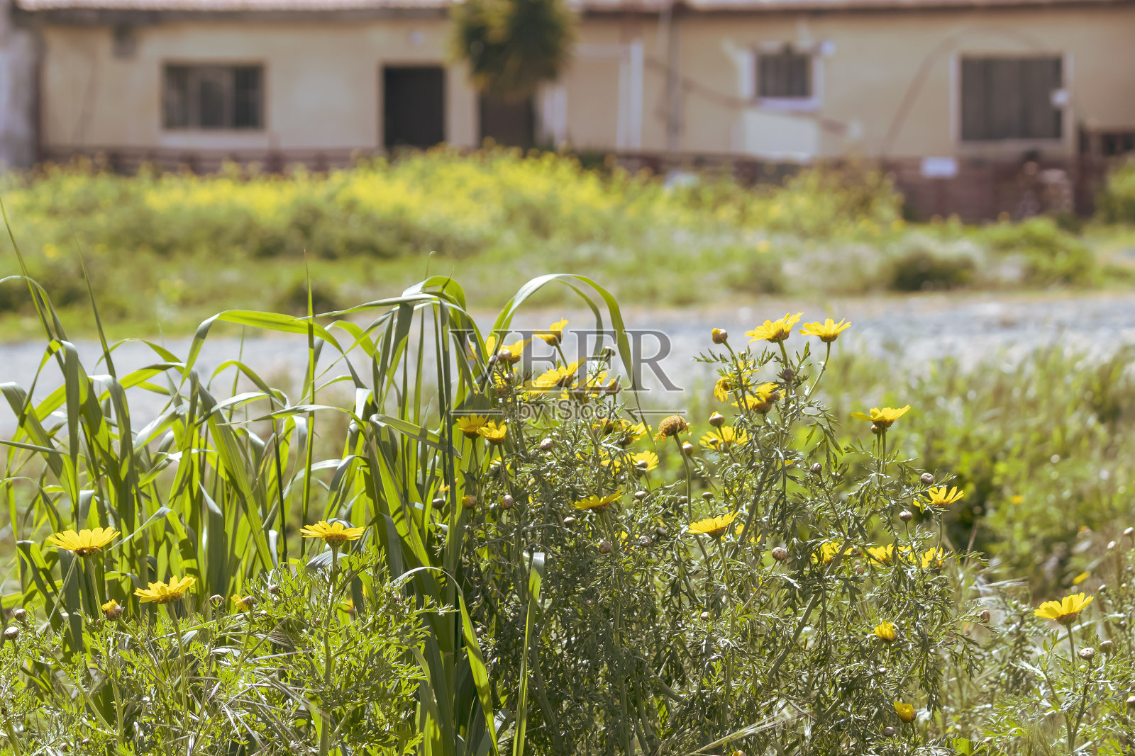 黄色的雏菊花在屋前照片摄影图片