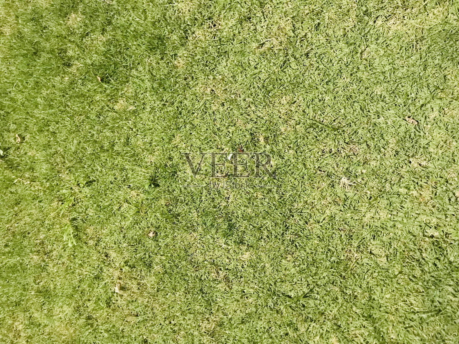 草地的背景照片摄影图片