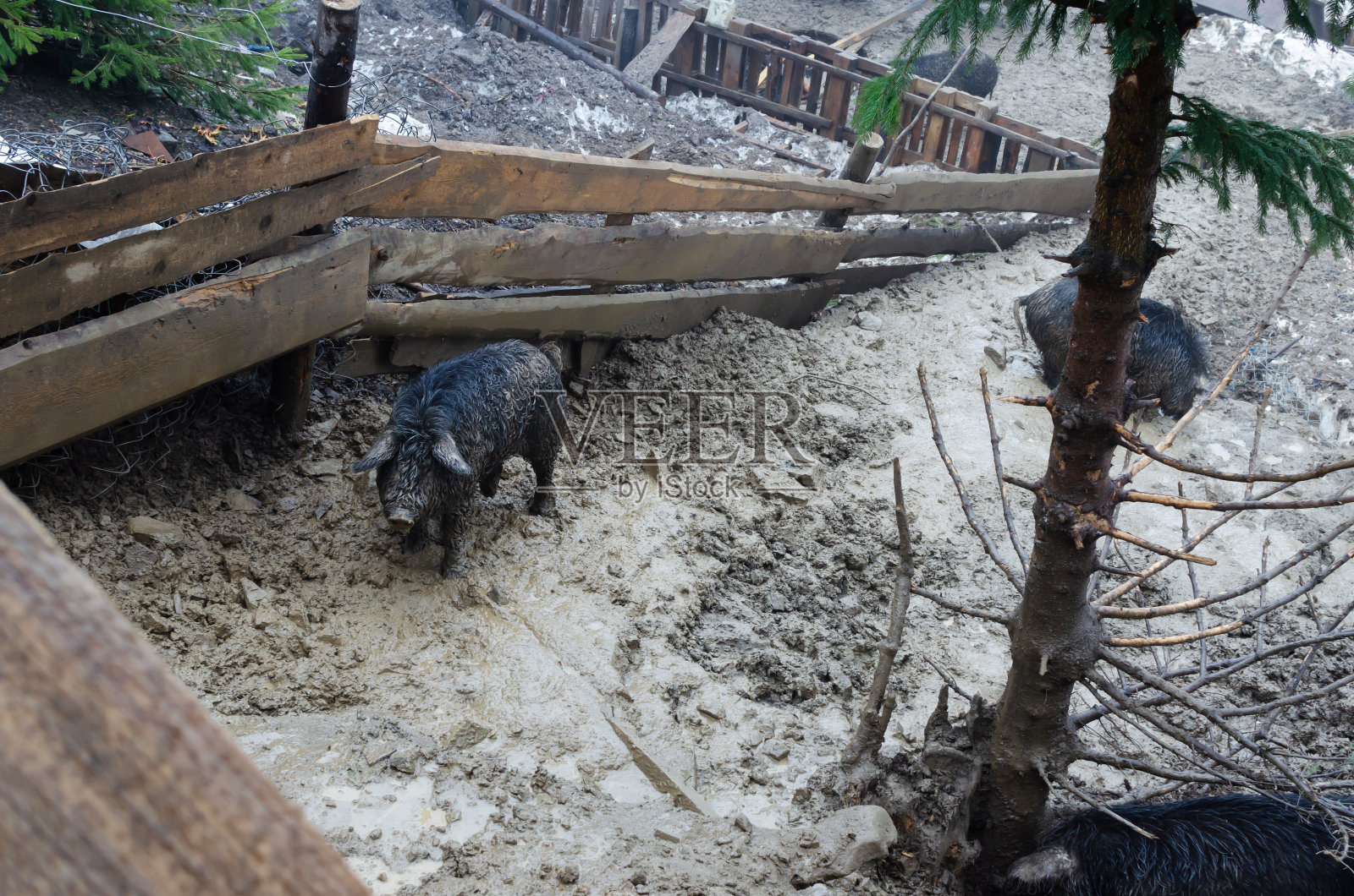 一只肮脏的猪在泥中挖掘寻找食物。农村生活的概念。春天在山上。驯养的动物。水平方向。副本的空间。照片摄影图片