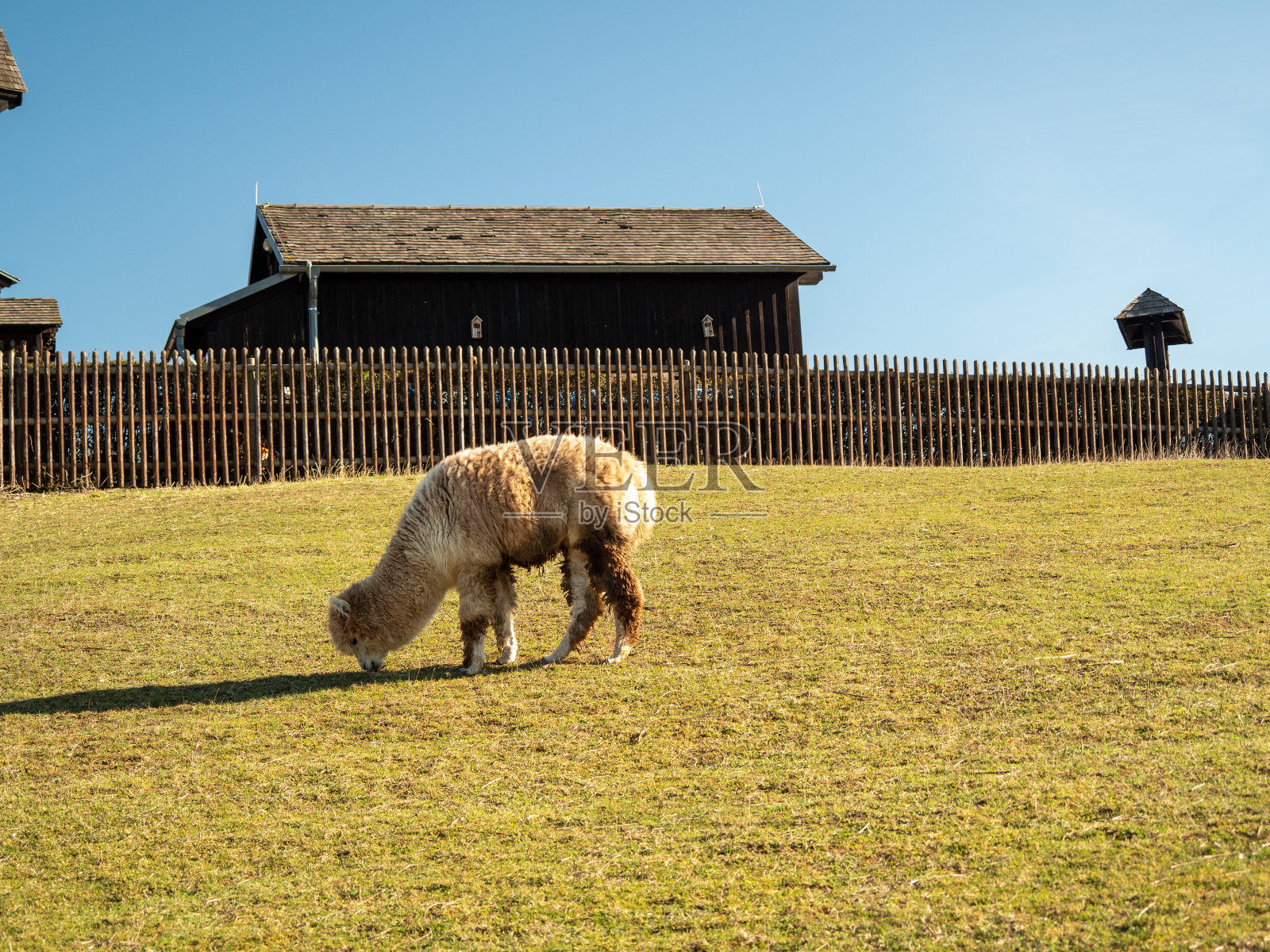 喇嘛在风车旁吃草。小山上的风车。照片摄影图片