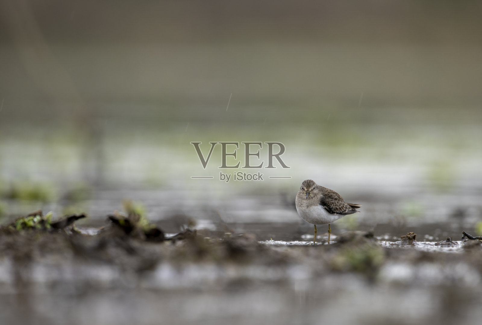 特明克的经历照片摄影图片