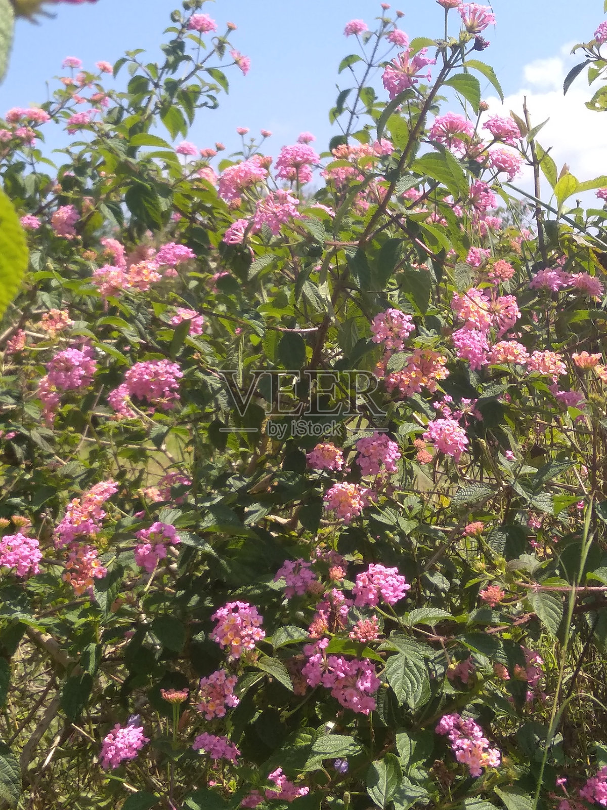 马樱丹属花照片摄影图片