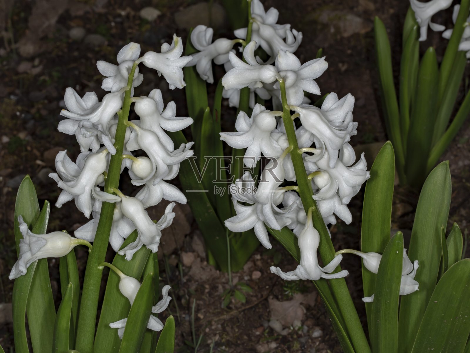 二白风信子花茎。照片摄影图片