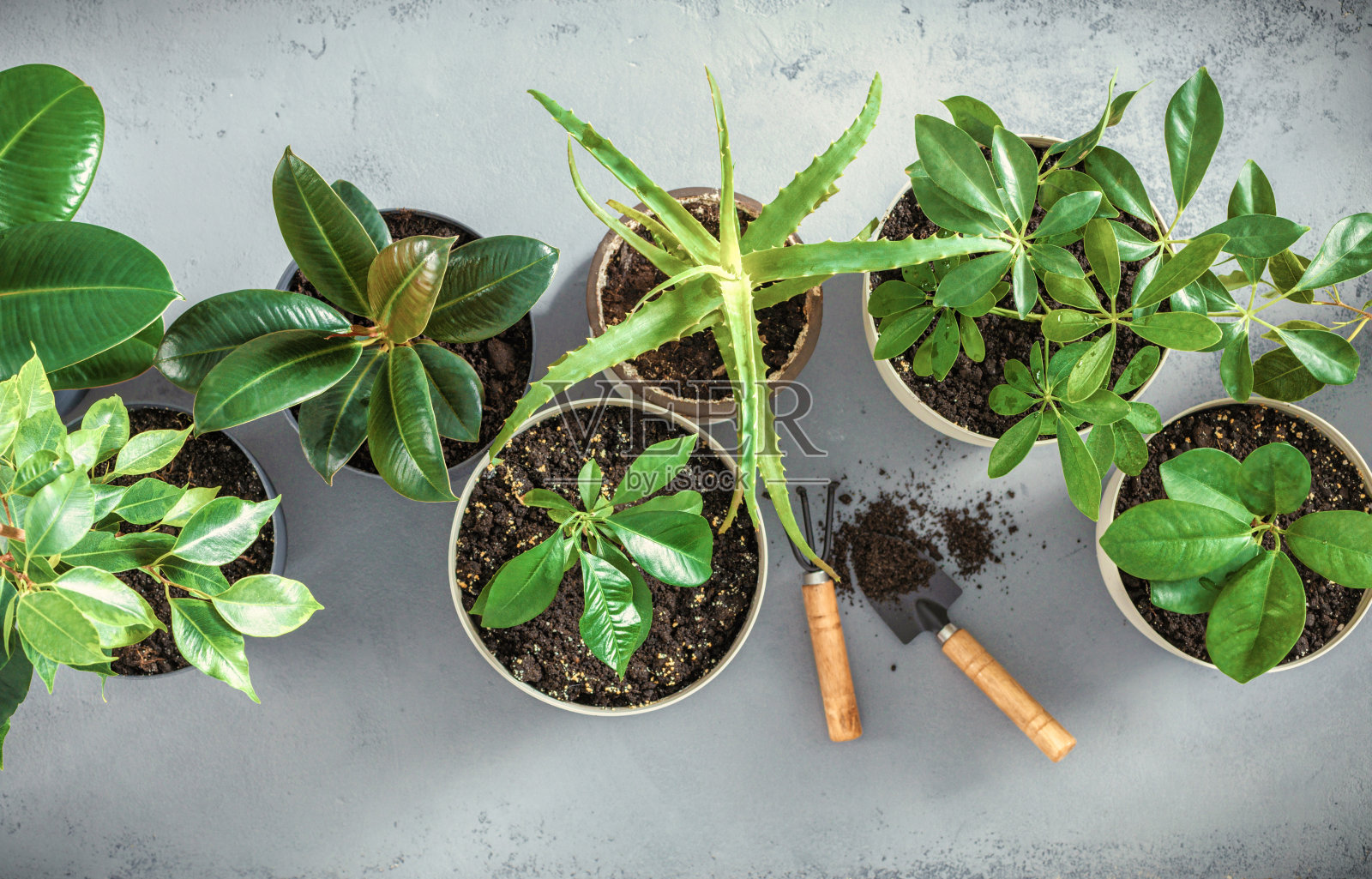 俯视图绿色室内植物在灰色背景平躺照片摄影图片