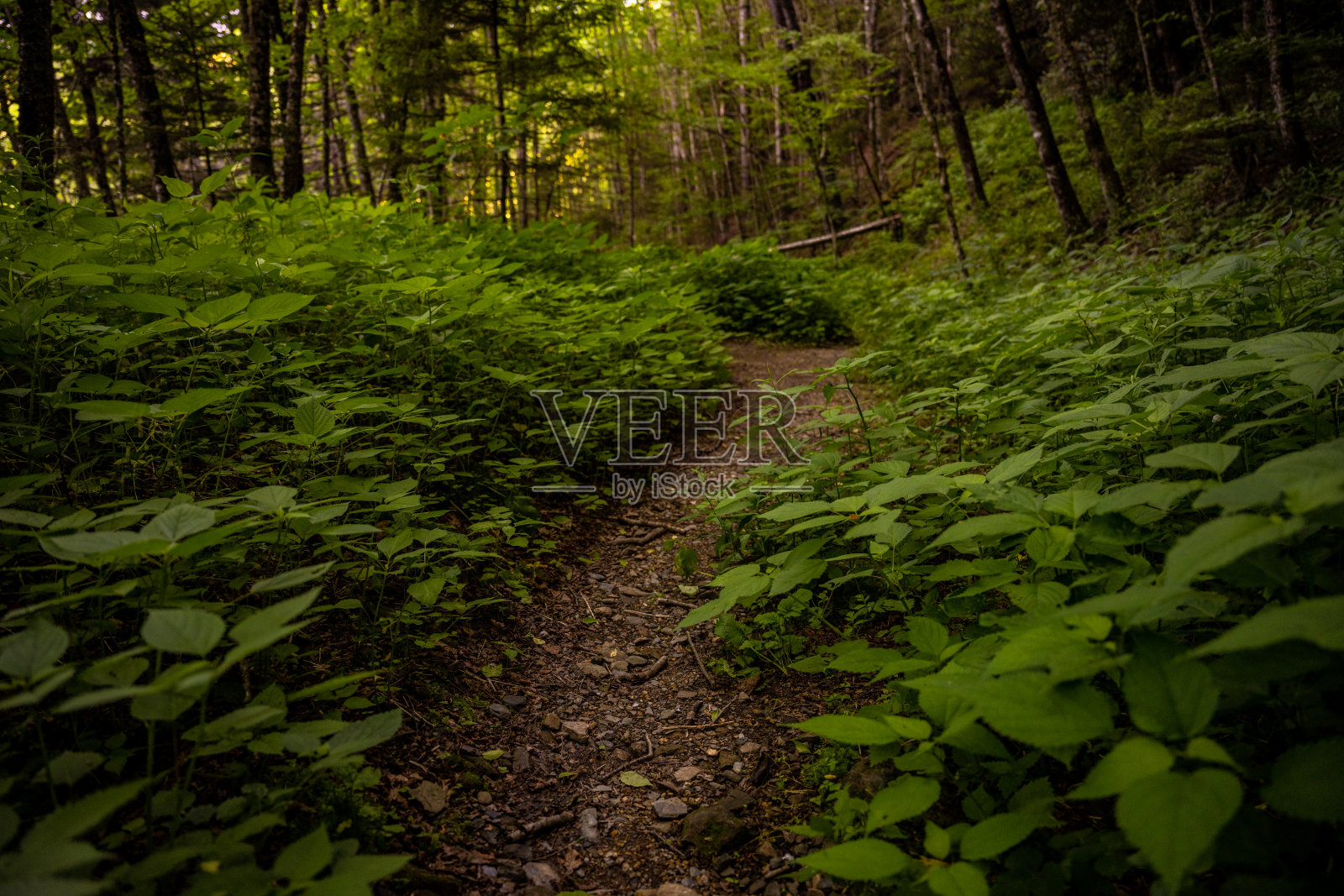 狭窄小道的低角度被春天的植物所包围照片摄影图片