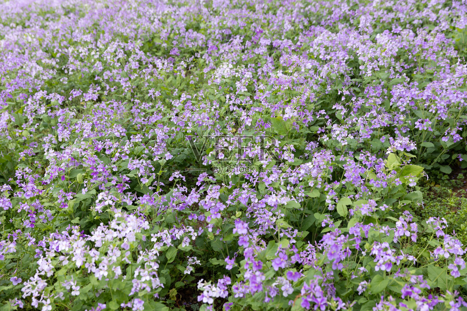 紫色的花照片摄影图片