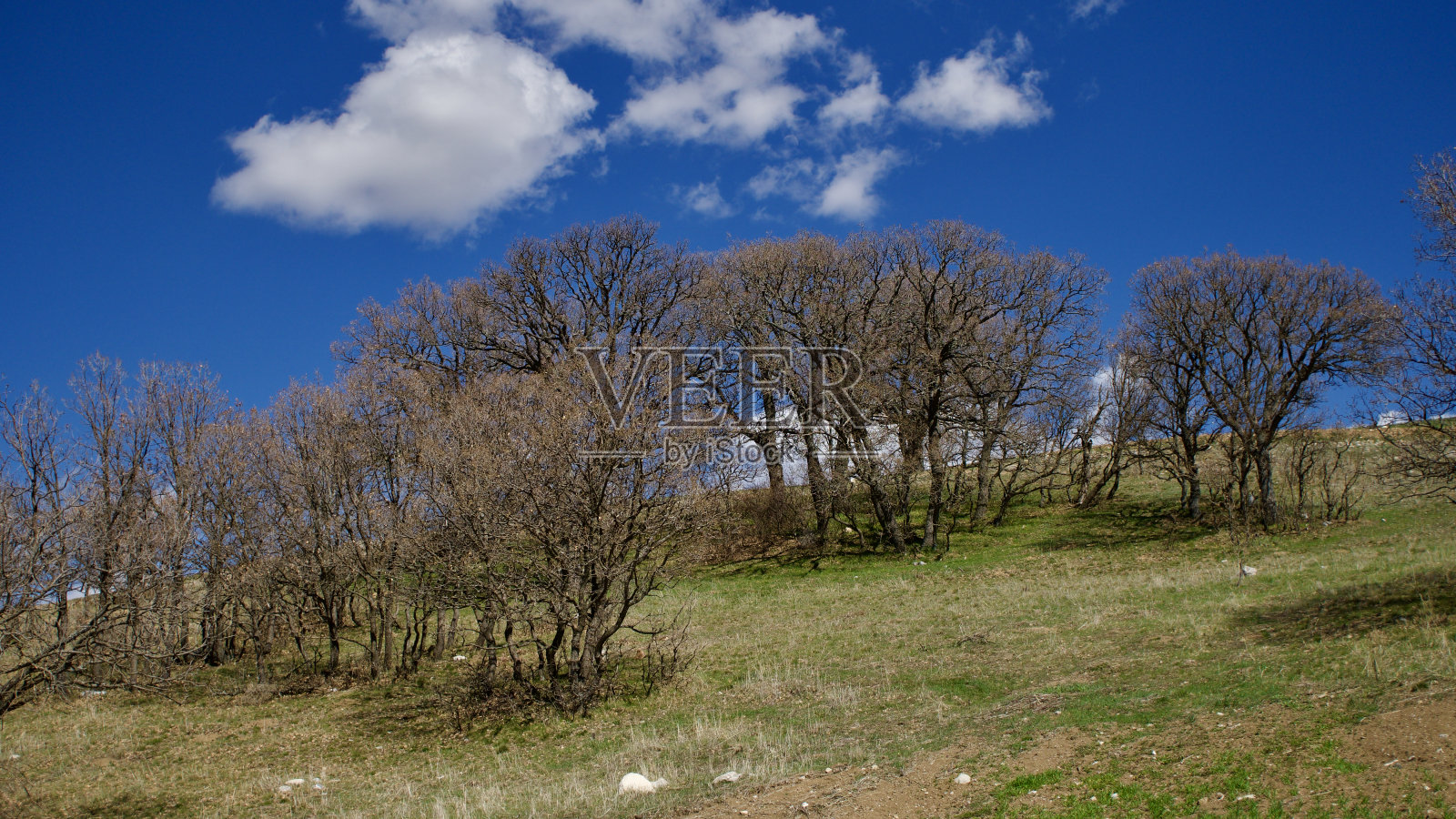 多云的蓝天和春天的绿意。庄稼从地里长出来了。绿油油的田野前是乡村的田园风光。照片摄影图片