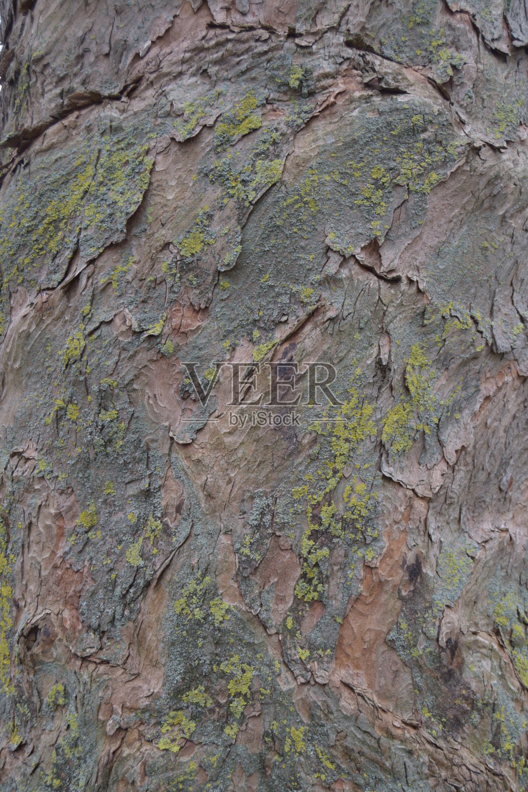 树皮照片摄影图片