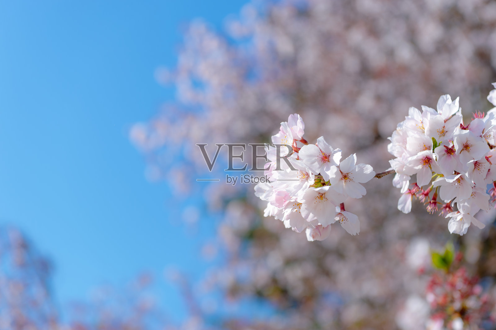 东京一个公园里盛开的樱花照片摄影图片