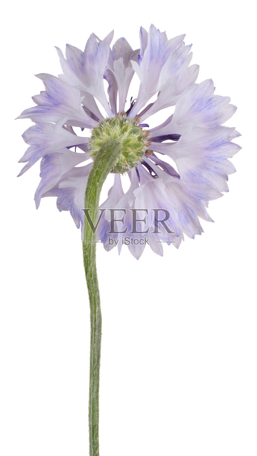 矢车菊孤立照片摄影图片
